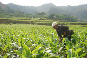 Tận dụng diện tích đất lúa 1 vụ, nông dân xã Lỗ Sơn chuyển đổi trồng ngô đông mang lại thu nhập.